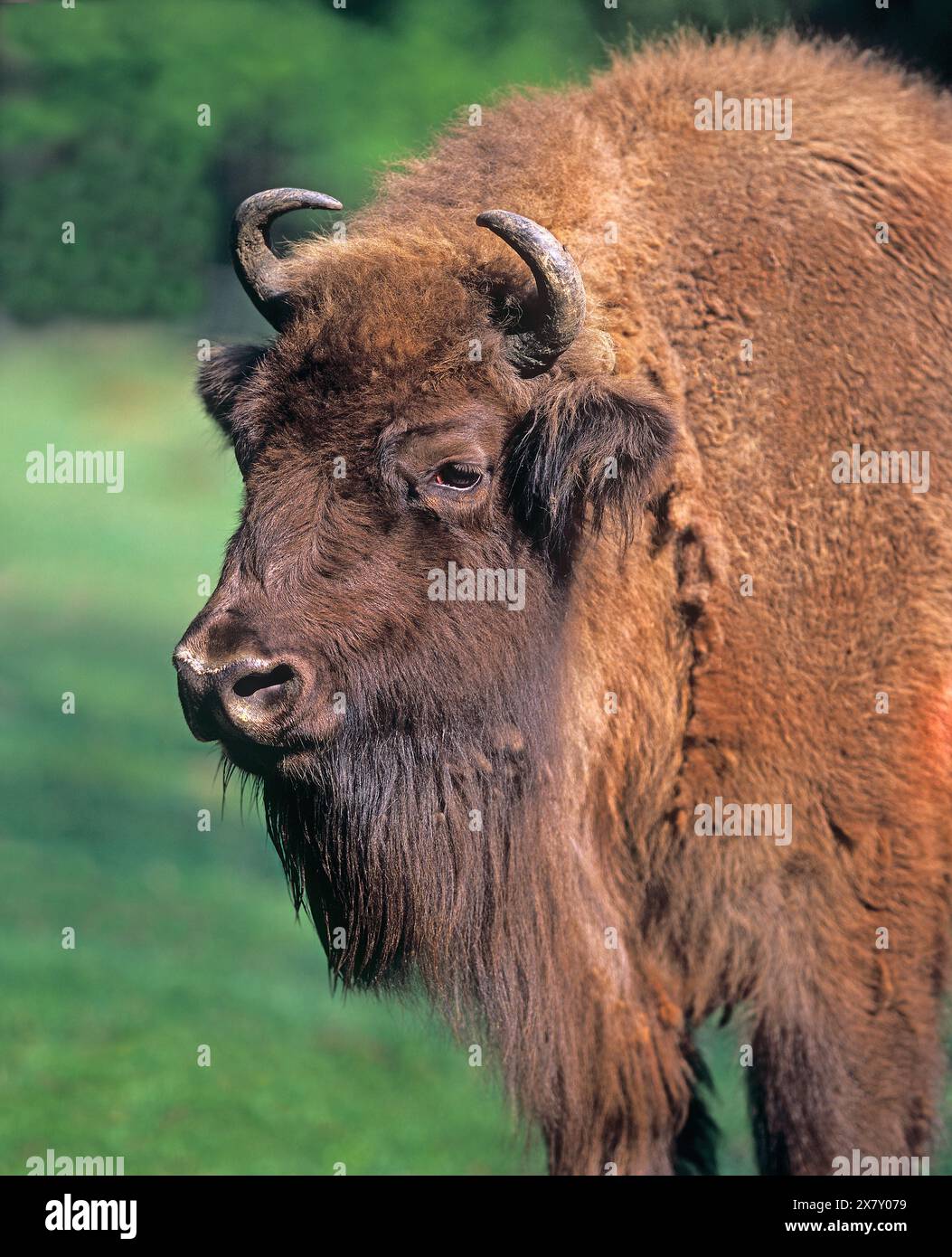 Head of a European bison cow, lateral view. Bison bonasus Springe, Germany Stock Photo