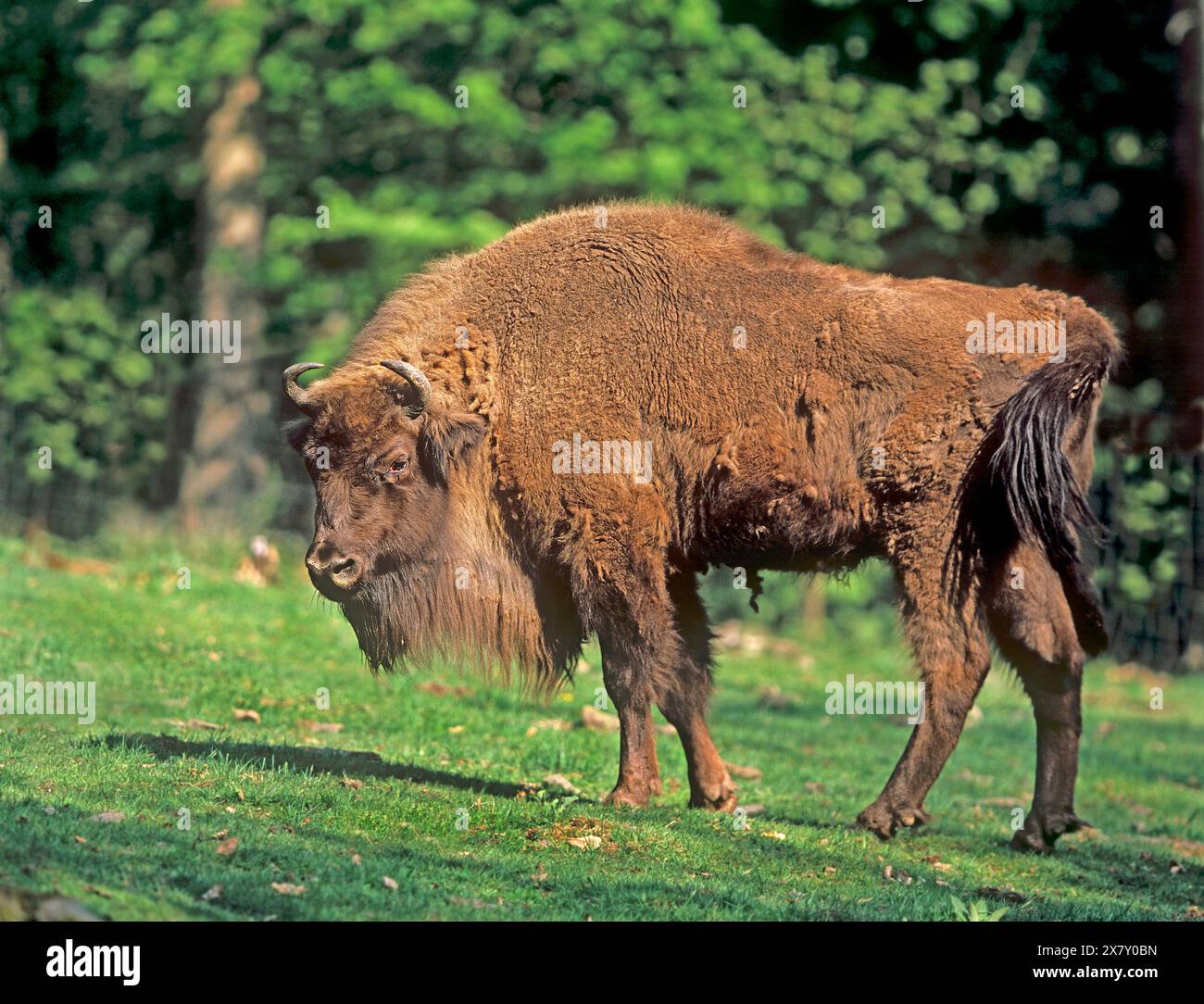 European bison, cow, lateral view. Bison bonasus Springe, Germany Stock Photo