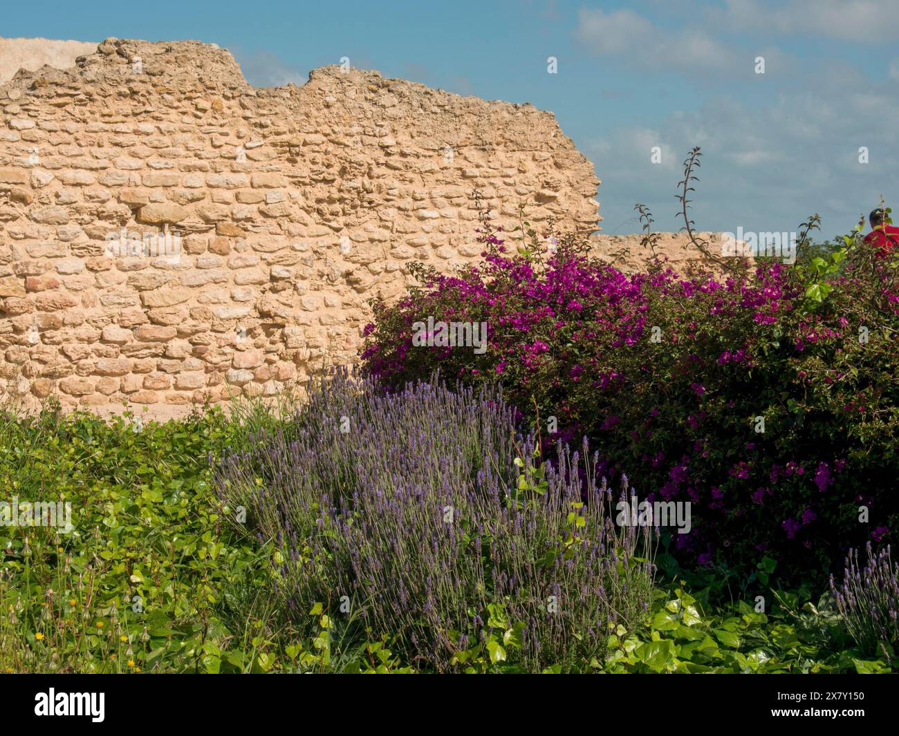 Purple flowers and green plants in front of an old, crumbling stone ...