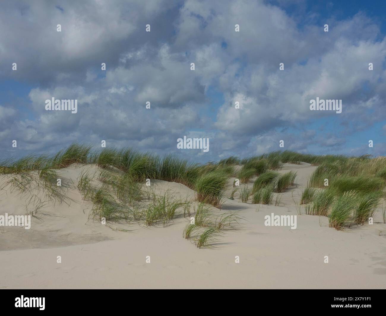 Sand dune landscape with tufts of grass under a partly cloudy blue sky, lonely beach with dune grass in the neighbouring dune and marker posts, clouds Stock Photo