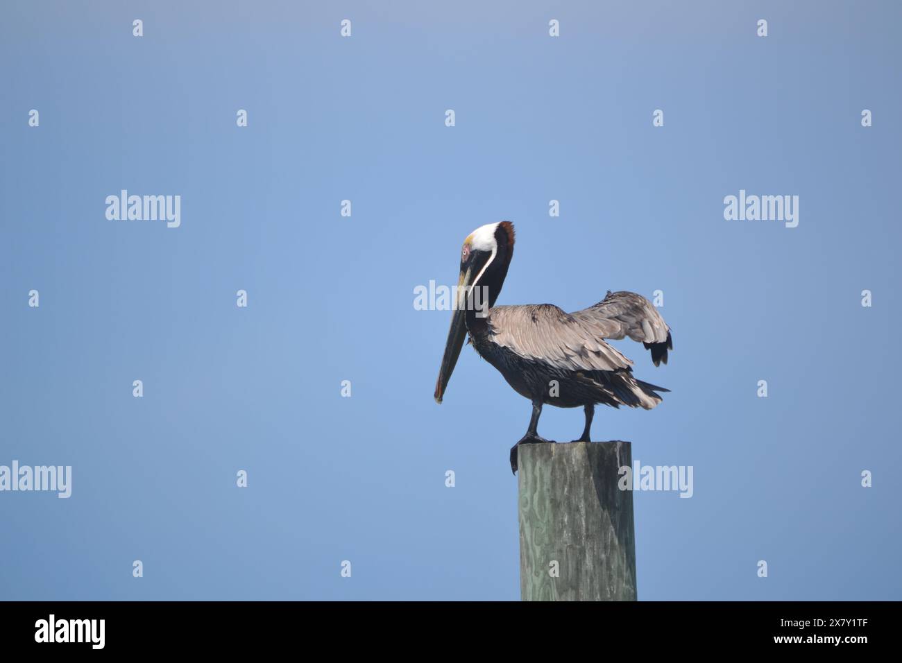 A brown pelican lifts one wing to steady itself on top of a wooden pole as the wind blew fiercely on a red flag day at Ponce Inlet, FL. Stock Photo