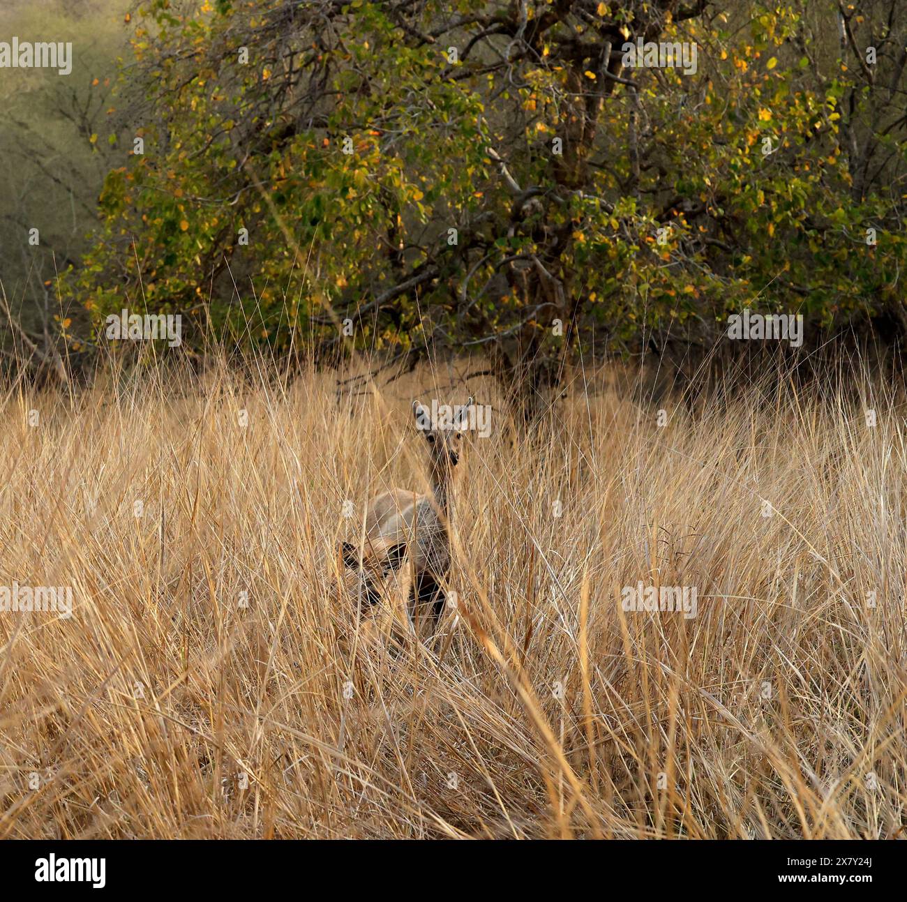 The stunning wildlife of Ranthambore National Park India Stock Photo