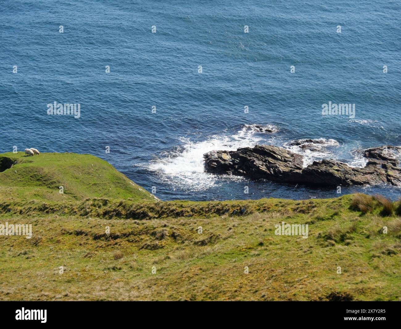 Hilly coastal landscape with grass and rocks sloping down to the blue ...