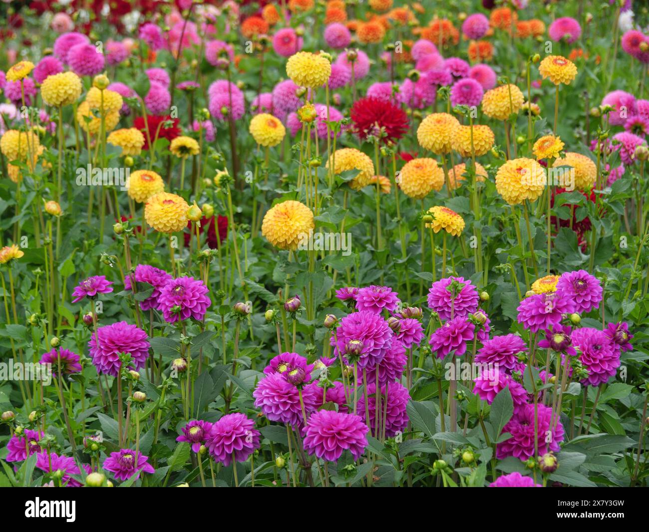 A colourful field with different dahlias in bloom, Blooming dahlias in different colours in a garden, legden, germany Stock Photo
