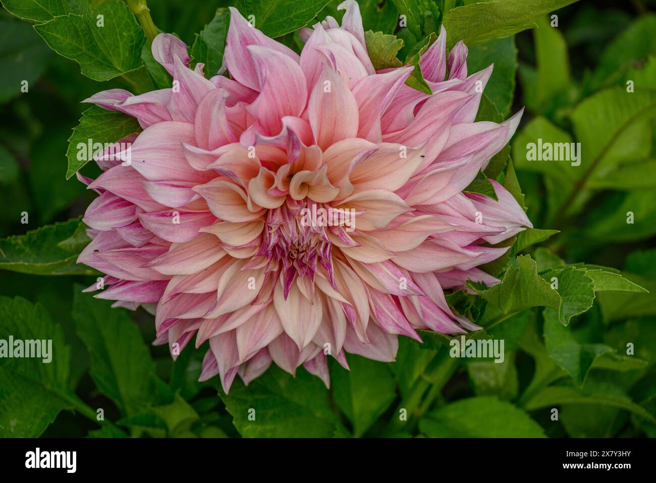 Dhla Color A single pink dahlia with subtle colour gradients surrounded by green ...