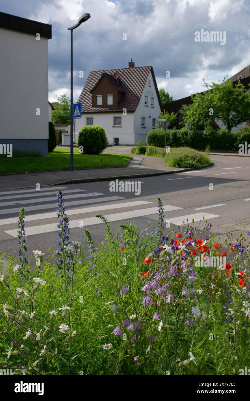 Flowering biotope at the roadside, zebra crossing, flower strip, flower ...