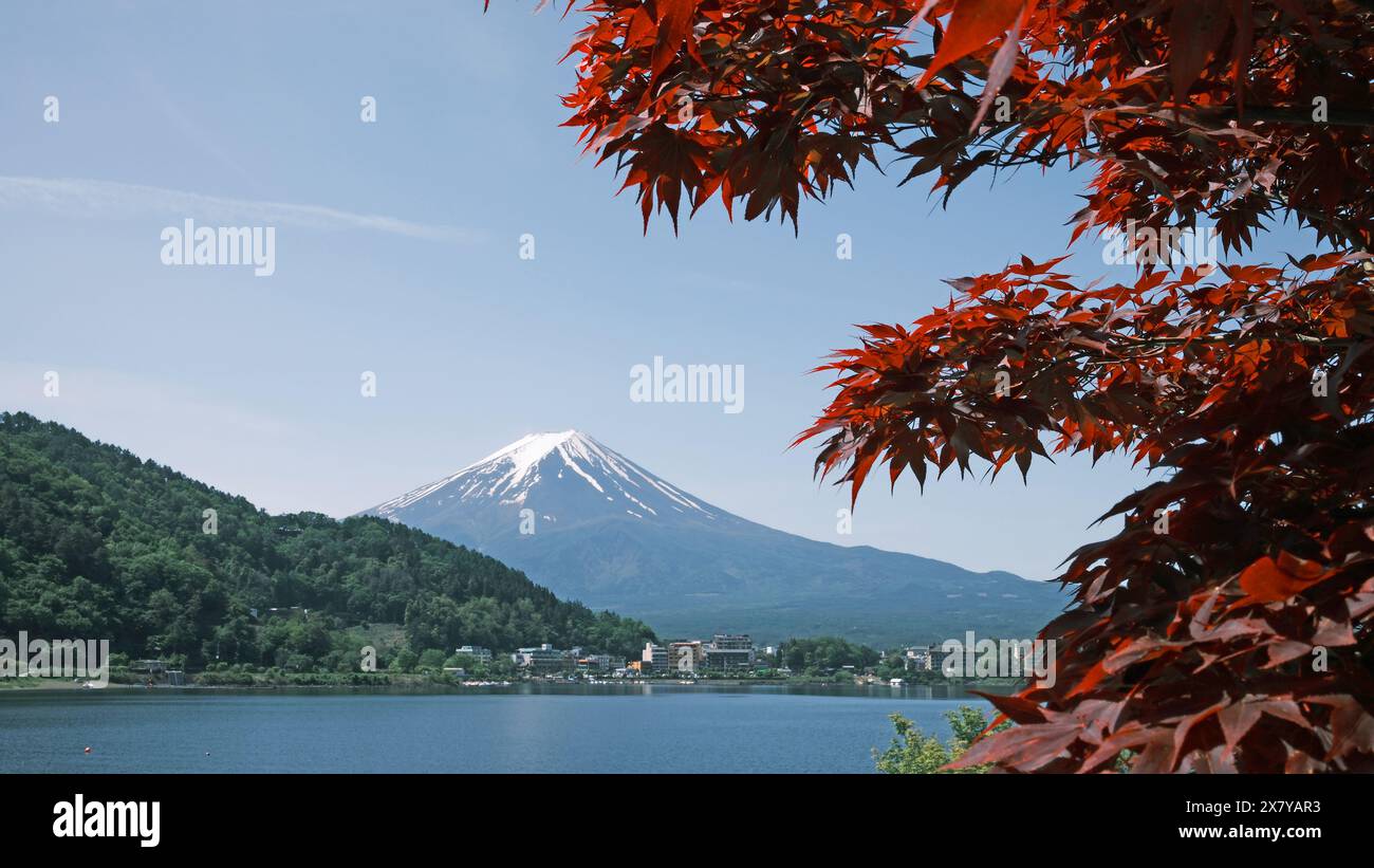 red maple leaves and the background of Mt fuji in Kawaguchiko Stock ...