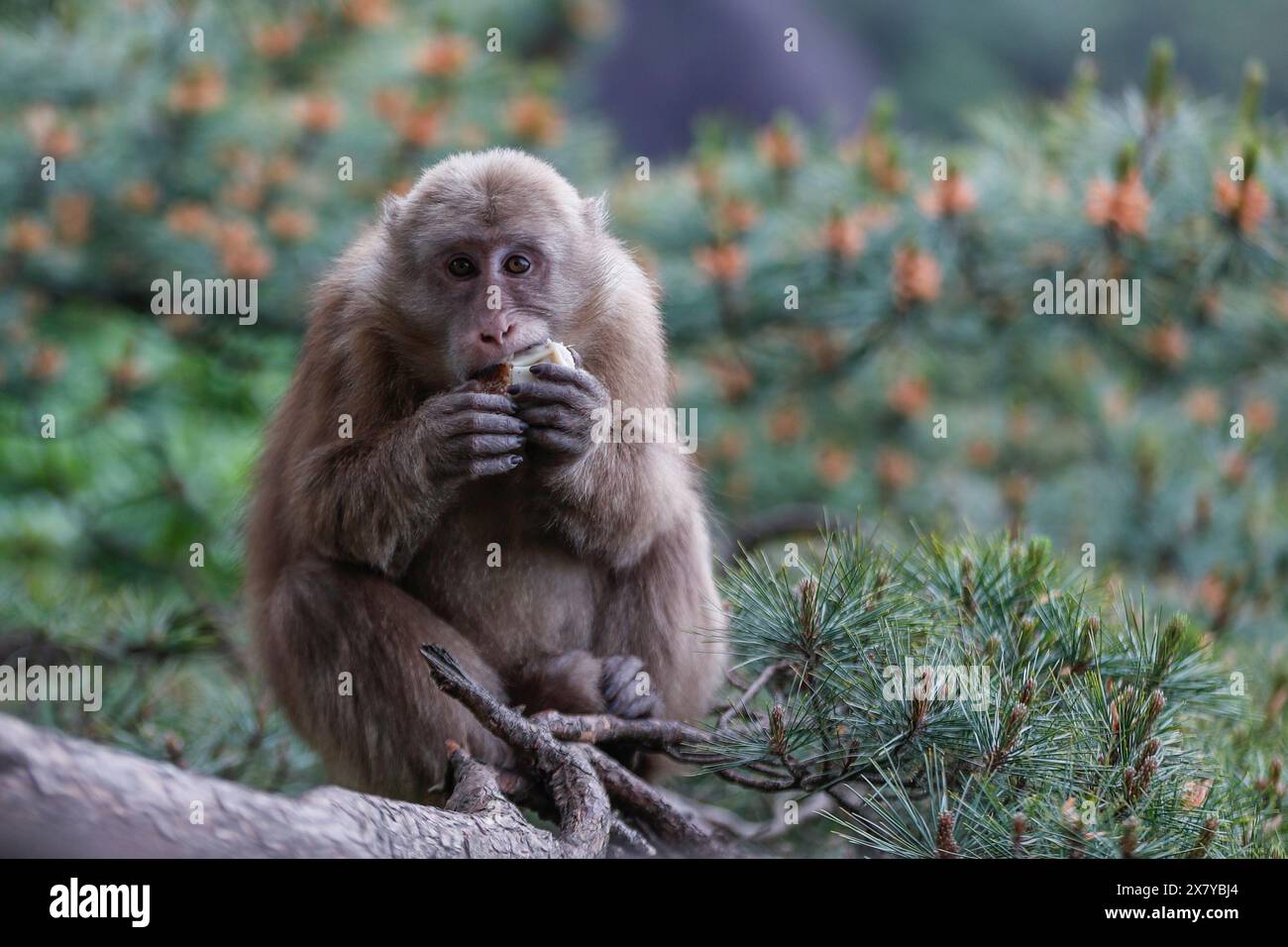 Huangshan. 20th May, 2024. A Huangshan stump-tailed macaque is seen on Huangshan mountain, east China's Anhui Province on May 20, 2024. Huangshan Stump-tailed Macaque (Macaca thibetana huangshanensis), a species unique to Huangshan area of China, often showing up in groups in dense forests and canyons, climbing branches and cliffs with ease, is under China's second-class national protection. Credit: Shi Yalei/Xinhua/Alamy Live News Stock Photo