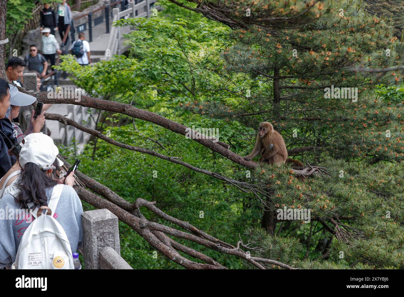 Huangshan. 20th May, 2024. Tourists look at a Huangshan stump-tailed macaque on Huangshan mountain, east China's Anhui Province on May 20, 2024. Huangshan Stump-tailed Macaque (Macaca thibetana huangshanensis), a species unique to Huangshan area of China, often showing up in groups in dense forests and canyons, climbing branches and cliffs with ease, is under China's second-class national protection. Credit: Shi Yalei/Xinhua/Alamy Live News Stock Photo