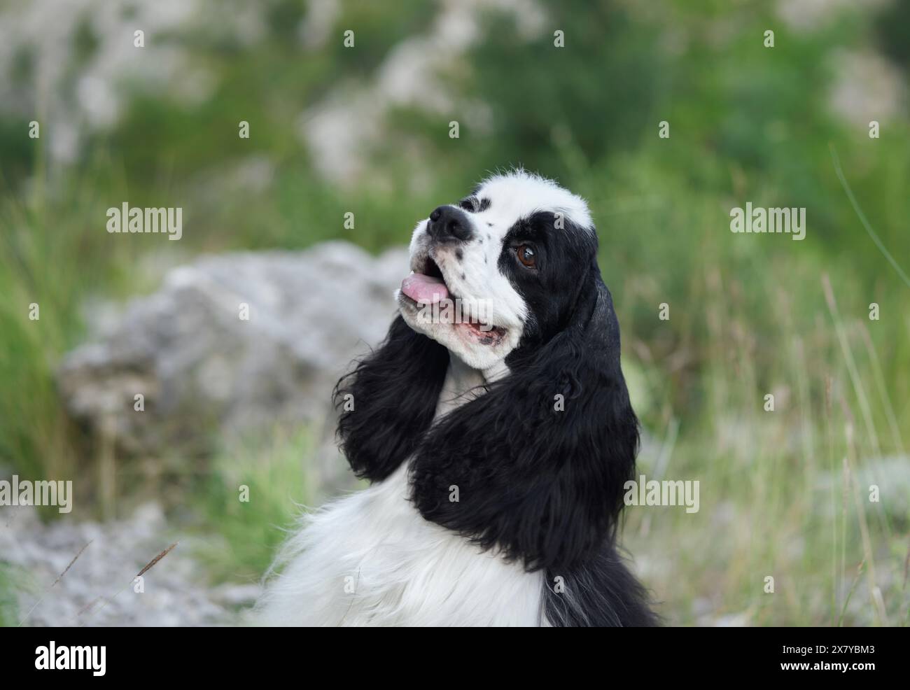 An American Cocker Spaniel dog enjoys the outdoors. Fluffy and black and white, it looks up with joy Stock Photo