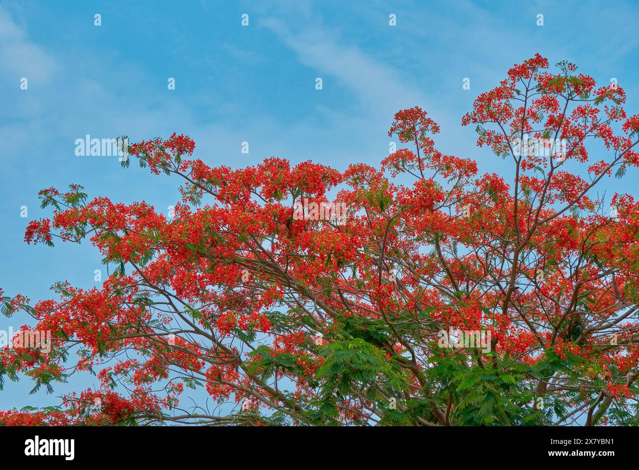 Flame of the Forest tree in full bloom Stock Photo