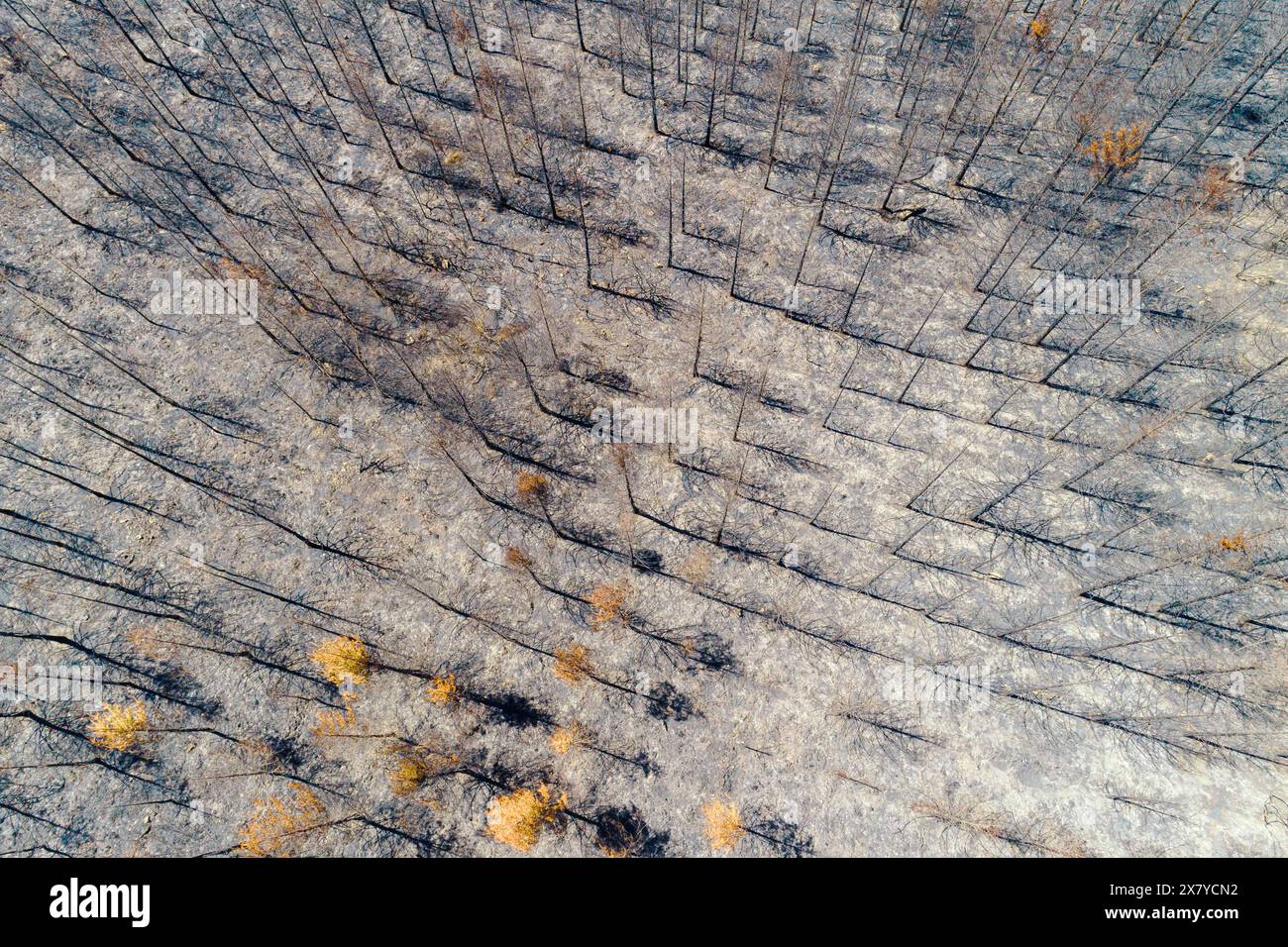drone view of a burnt pine forest, burnt trees after a forest fire ...