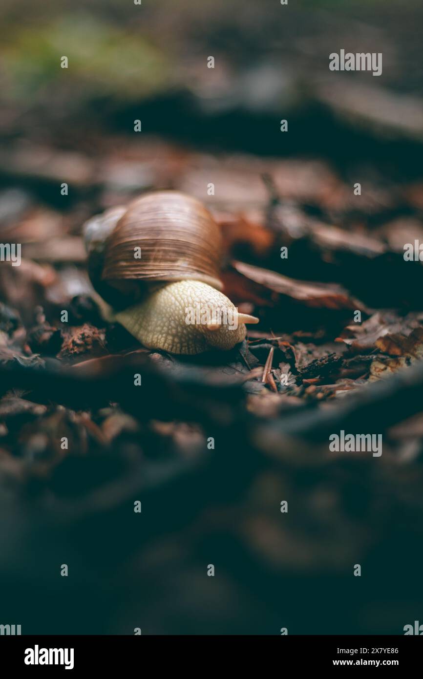 Small snail with big shell crawling over the fallen broken sticks of the trees during rainy day. Stock Photo