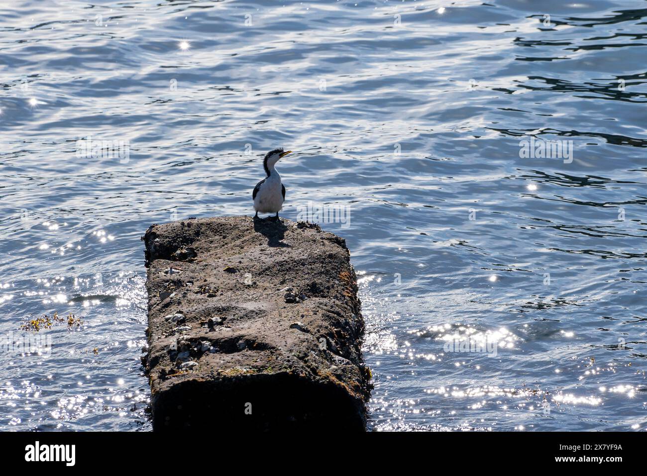 Swim routine hi-res stock photography and images - Alamy
