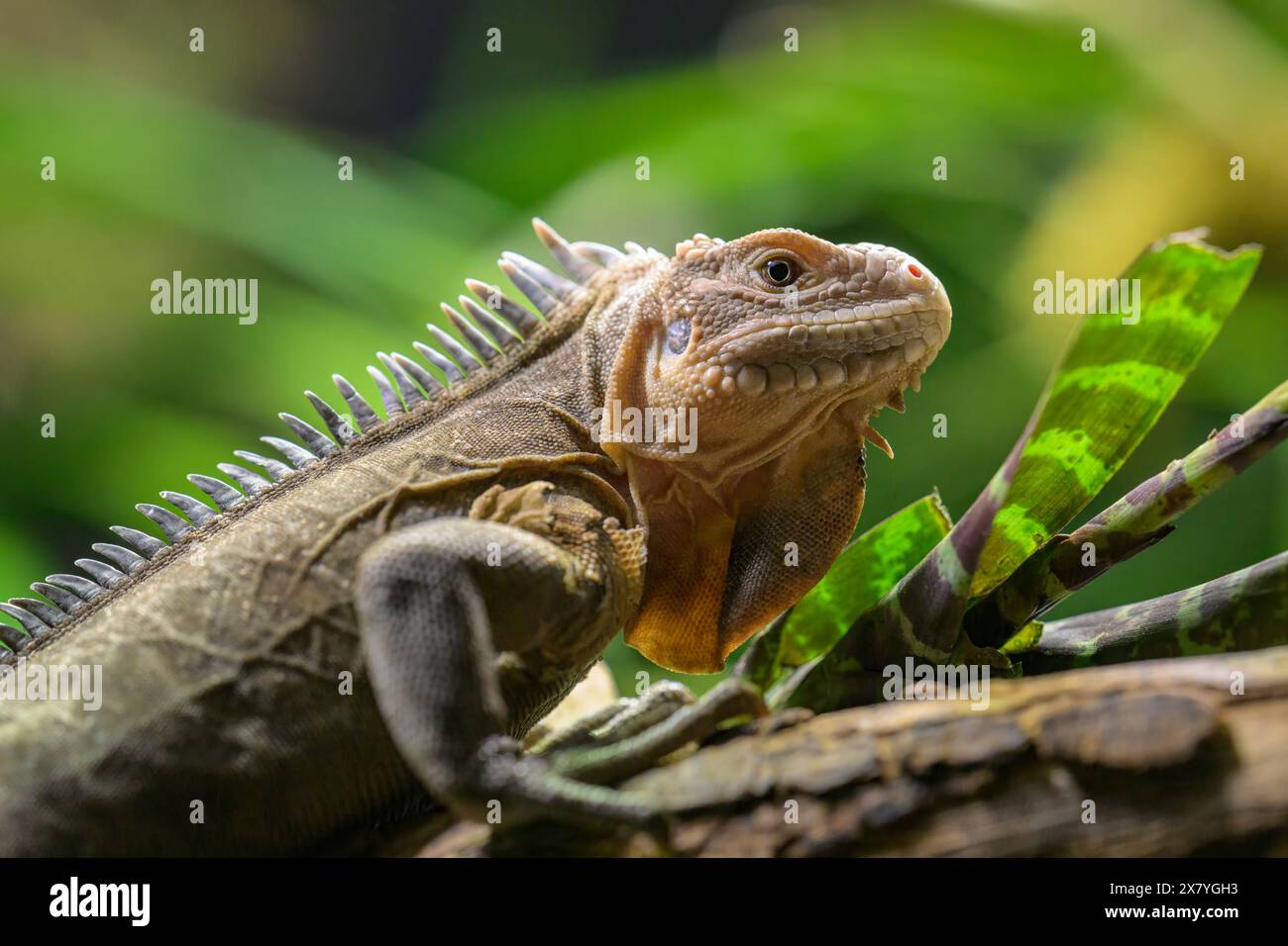 A Lesser Antillean iguana resting on a branch in a zoo Stock Photo