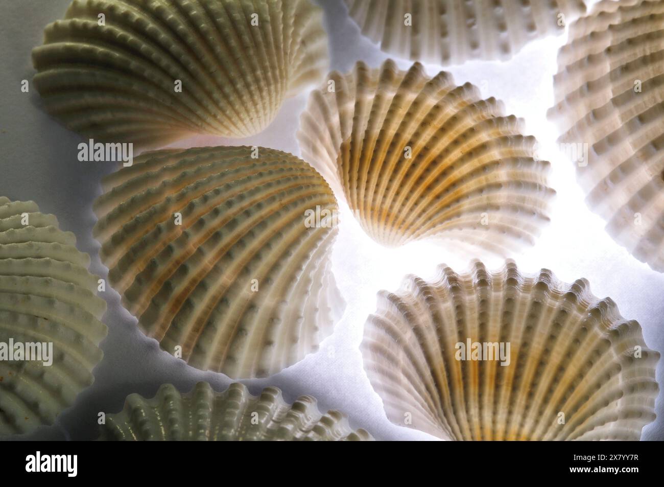Illuminated shells hi-res stock photography and images - Alamy