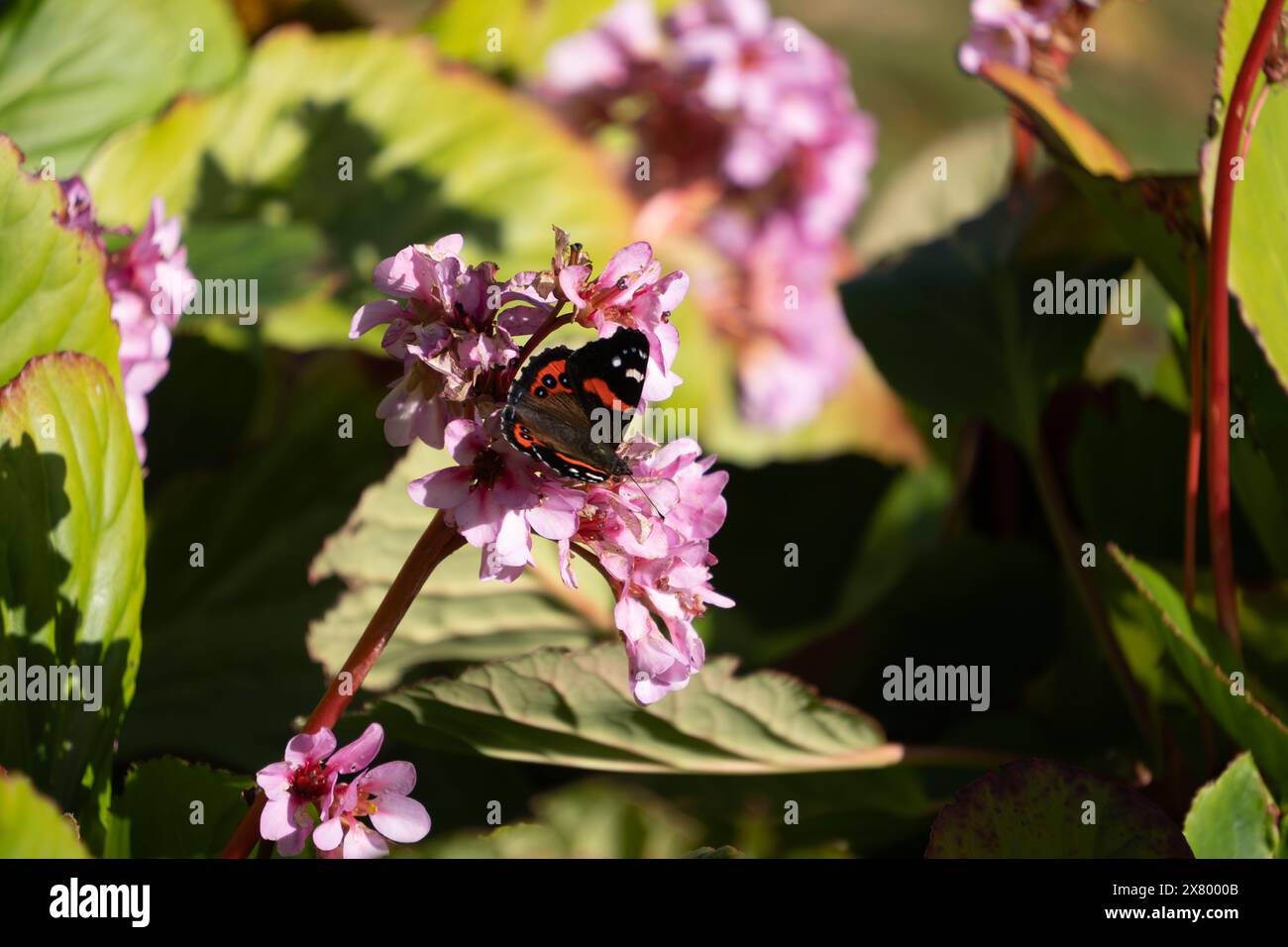 New Zealand red admiral butterfly (Vanessa gonerilla). It is feeding on a cluster of pink bergenia flowers. Stock Photo