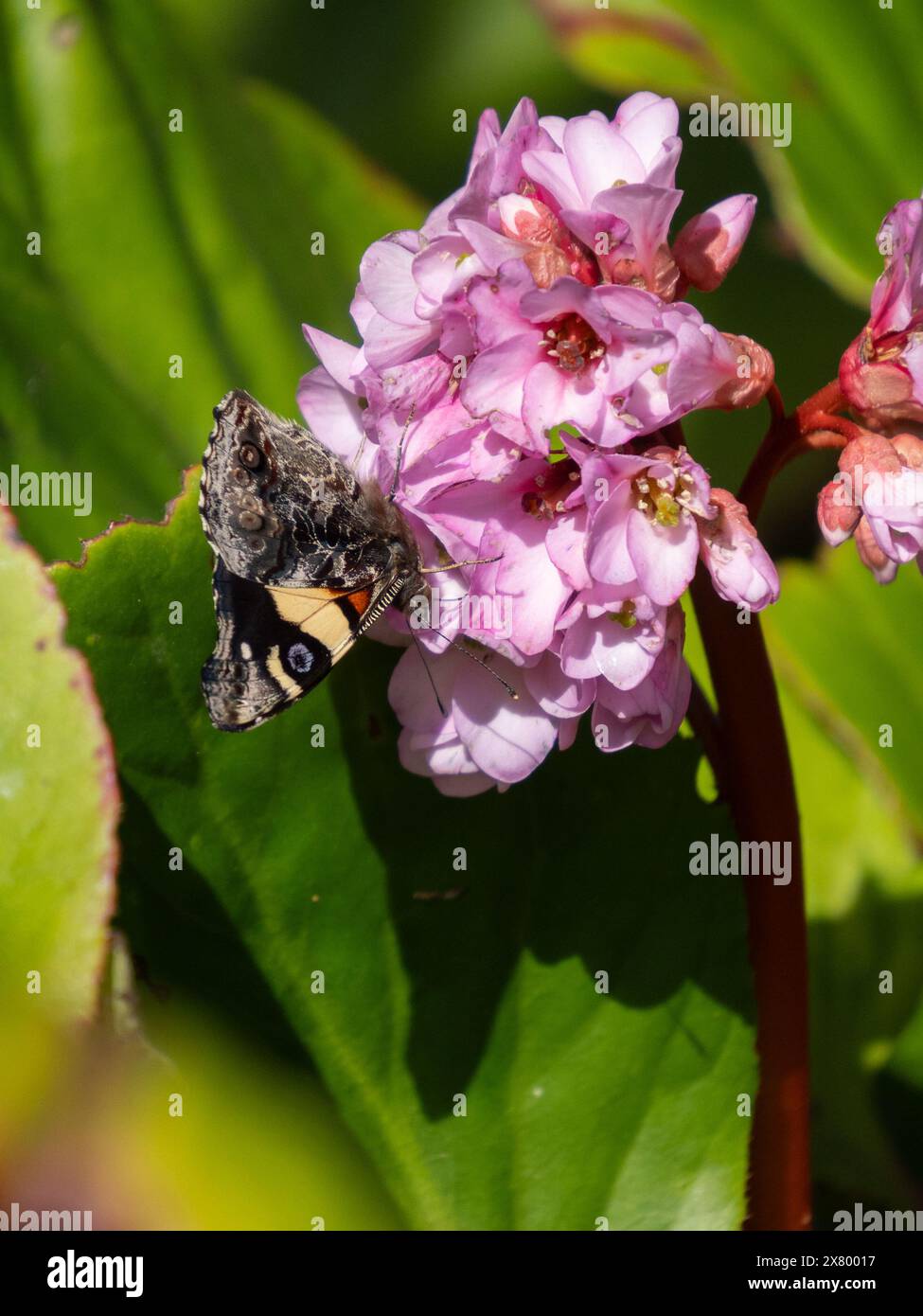Vertical image of yellow admiral butterfly (Vanessa itea). It is feeding on a cluster of pink bergenia flowers. Stock Photo