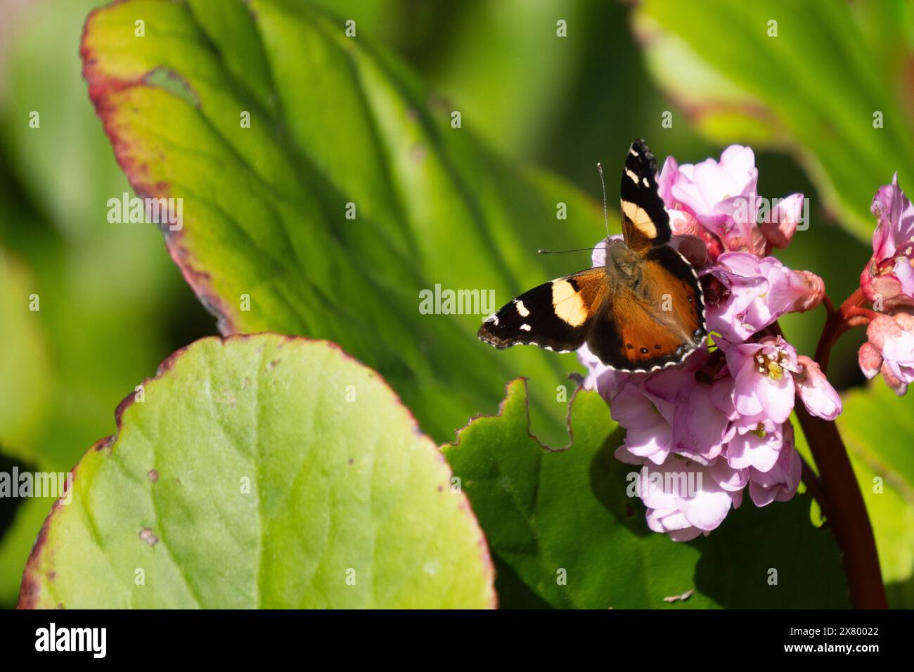 Horizontal image of yellow admiral butterfly (Vanessa itea). It is feeding on a cluster of pink bergenia flowers. Stock Photo