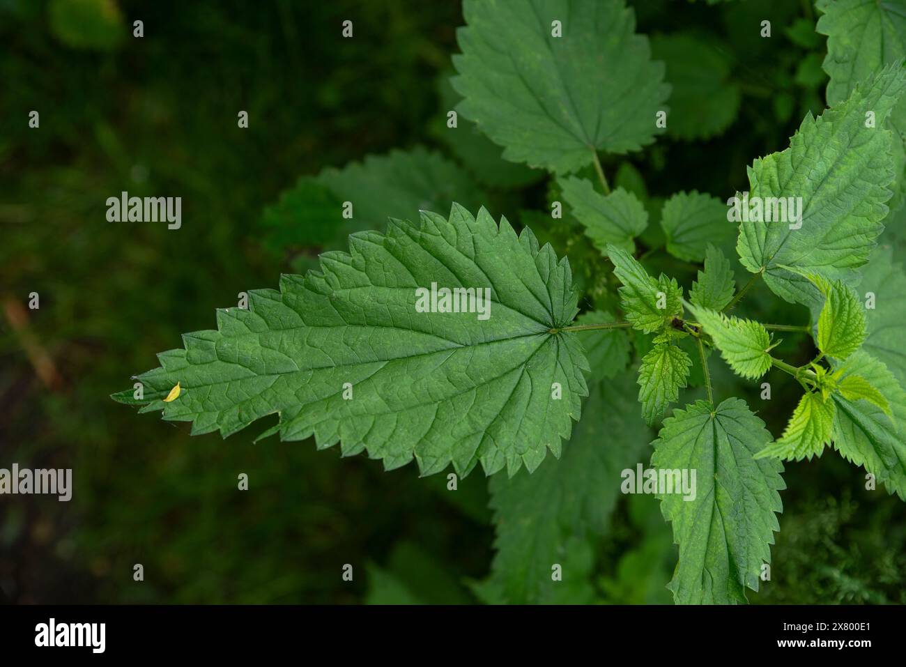 Nettle plant leaf garden hi-res stock photography and images - Alamy