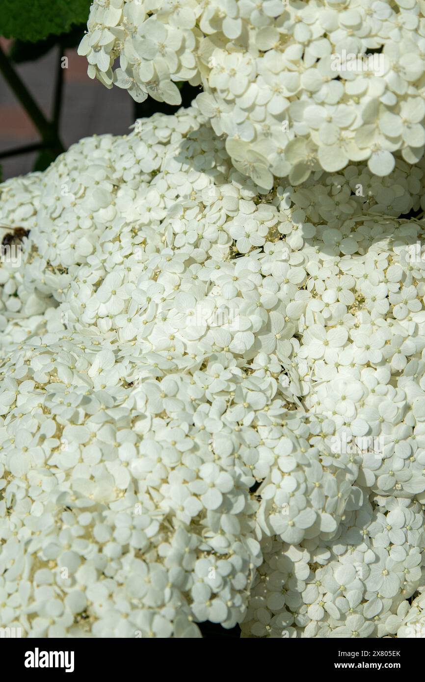 White hydrangea flowers in the garden. Bud close up. Grow a summer ...
