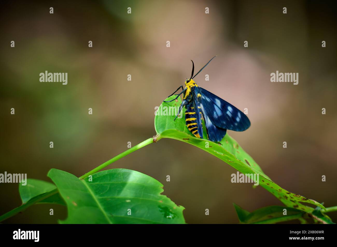 unknown weired, butterfly, Raja Ampat Biodiversity Nature Resort ...