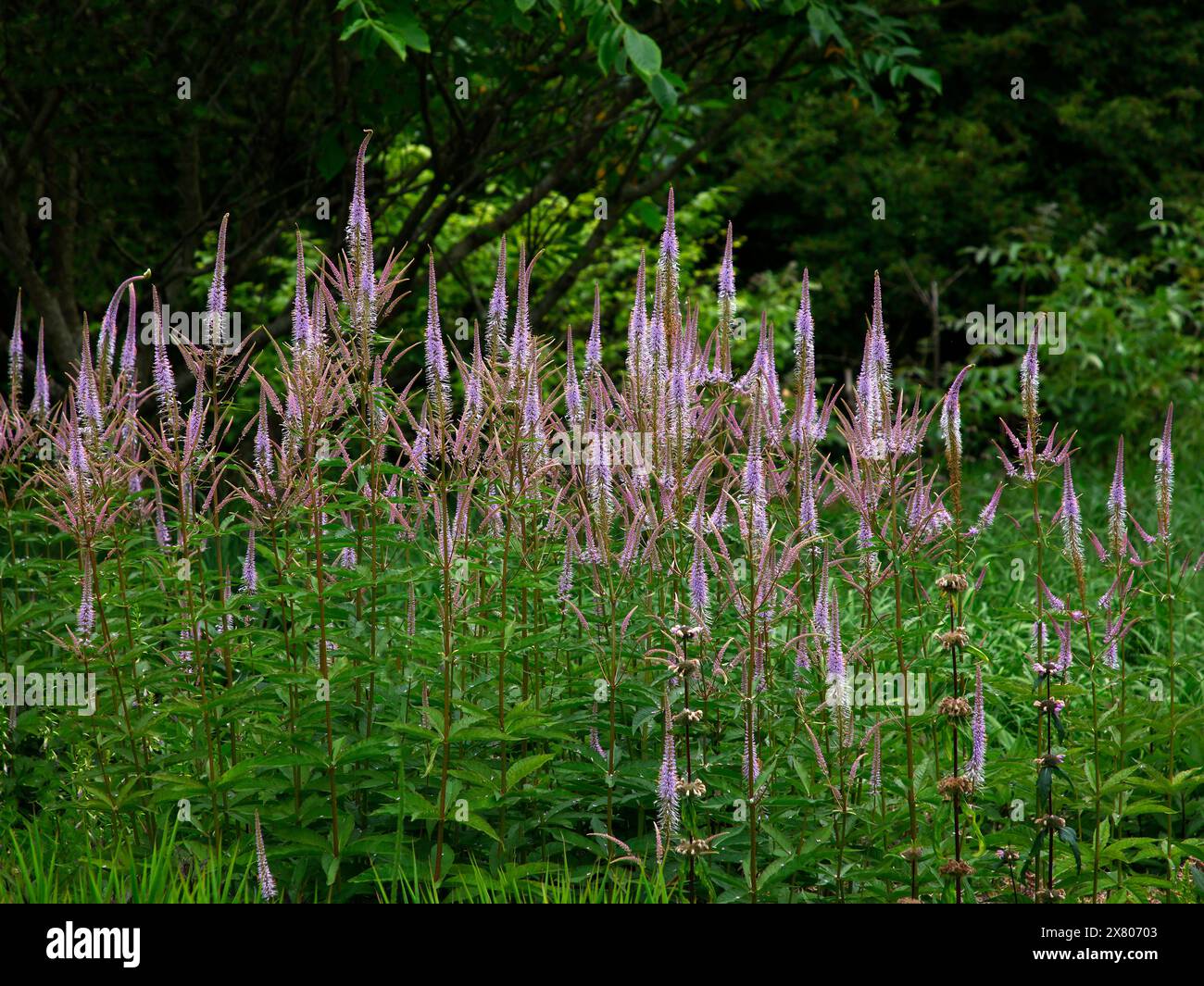 Closeup of the long lilac pink flower spikes of the summer flowering herbaceous perennial garden plant Veronicastrum virginicum adoration. Stock Photo