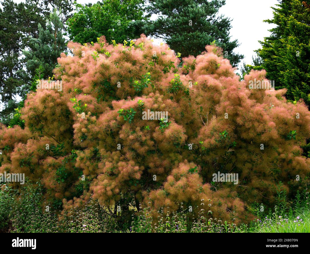 Closeup of the flower plumes of the perennial garden shrub or tree