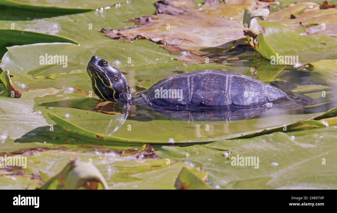 painted turtle basking for warmth on a water lily leaf Stock Photo