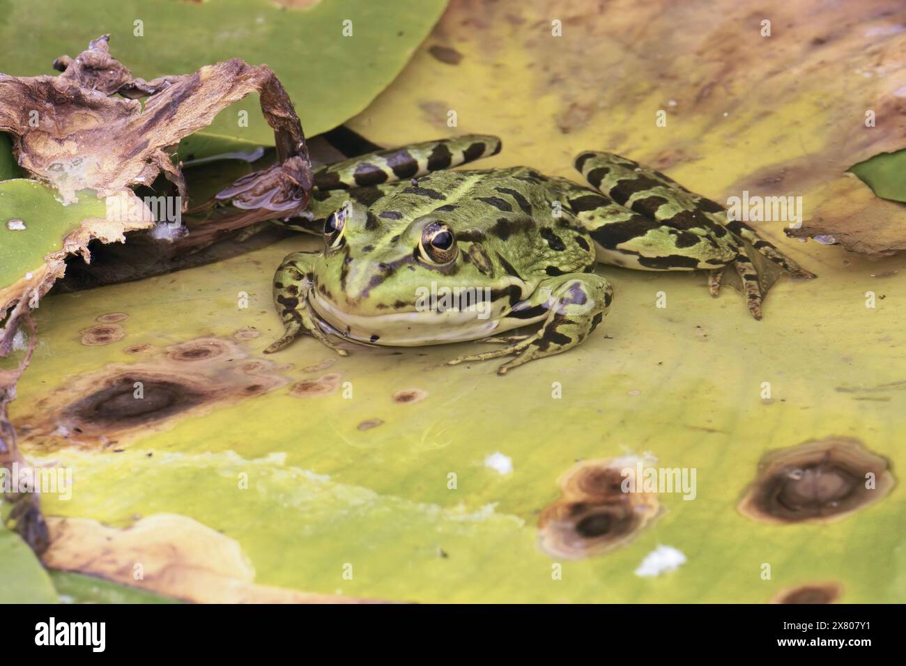 European dark-spotted frog viewed from the front, partially submerged ...