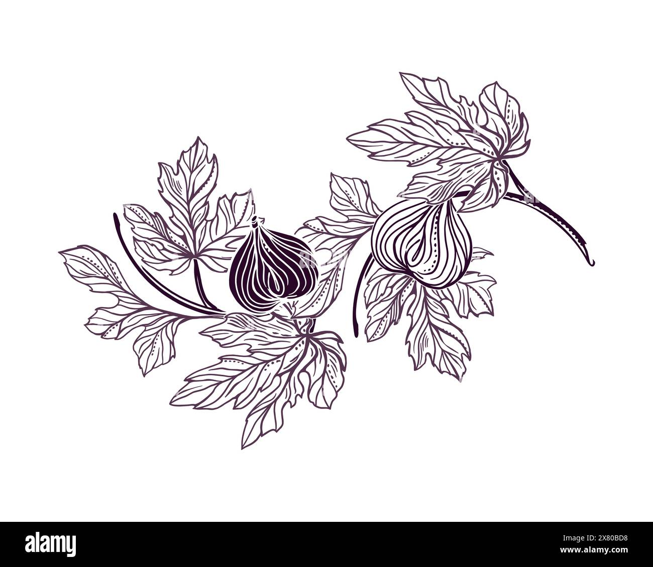 Figs Twig with leaves and fruits. Vector illustration in graphic style ...