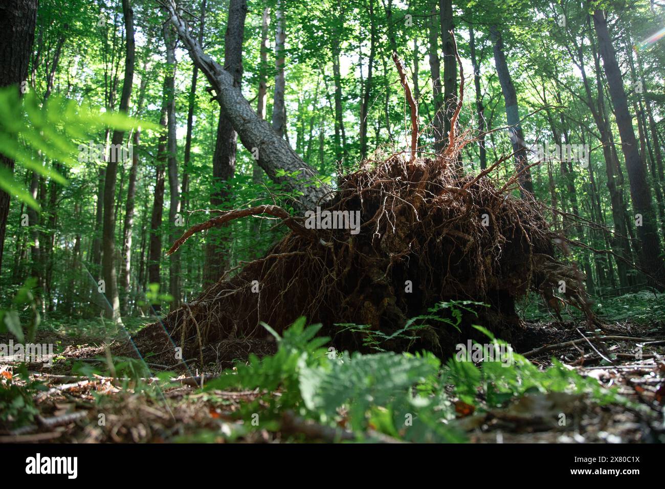 Fallen trunk of a tree with roots in summer forest . Low angle view ...