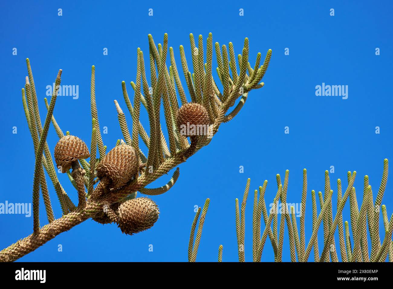 Branch with ripe brown cones of Norfolk Island Pine (Araucaria heterophylla) in Lanzarote Stock Photo