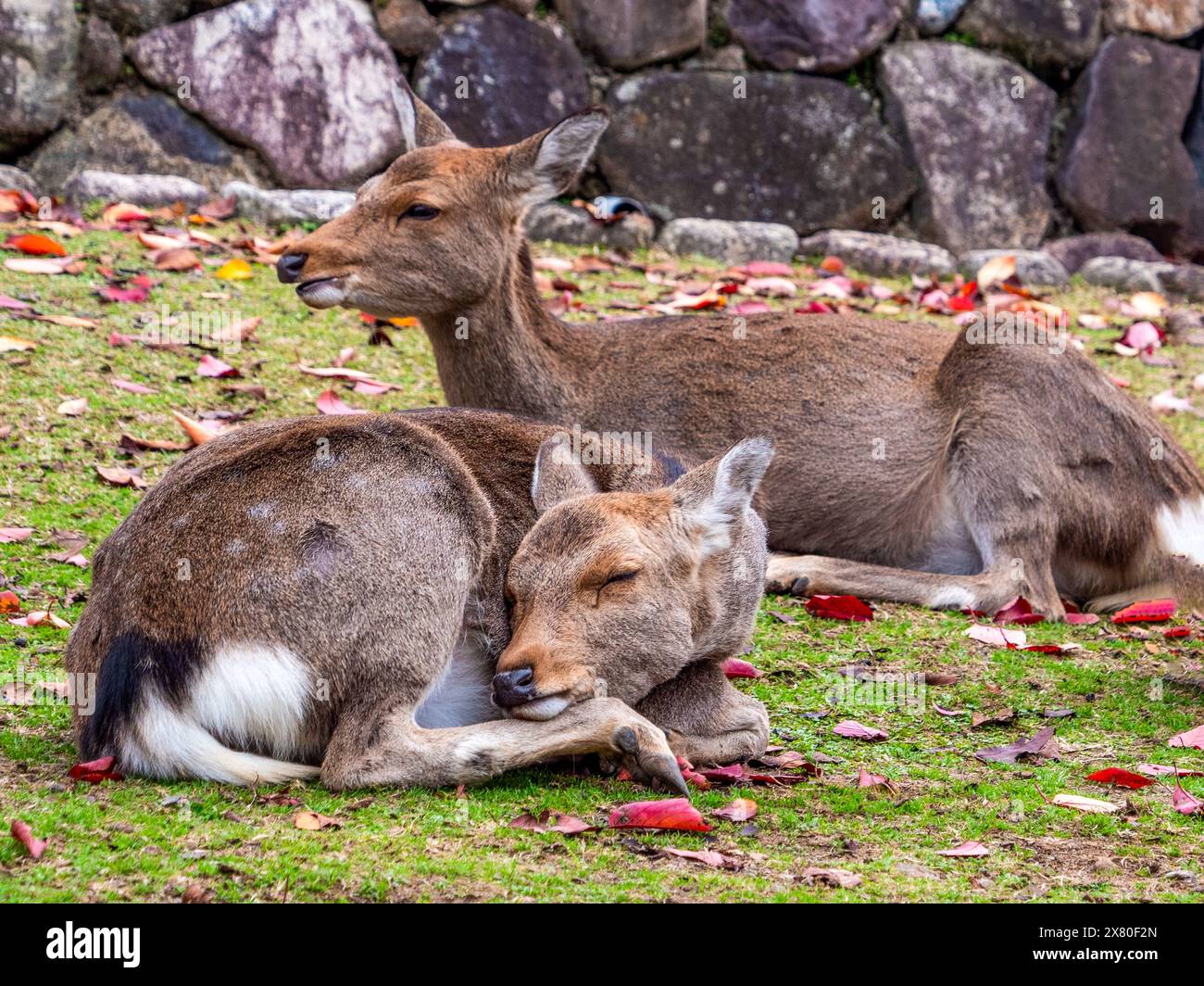 Peaceful sleep of a young female sika deer (Cervus nippon) in Nara, Japan. Stock Photo