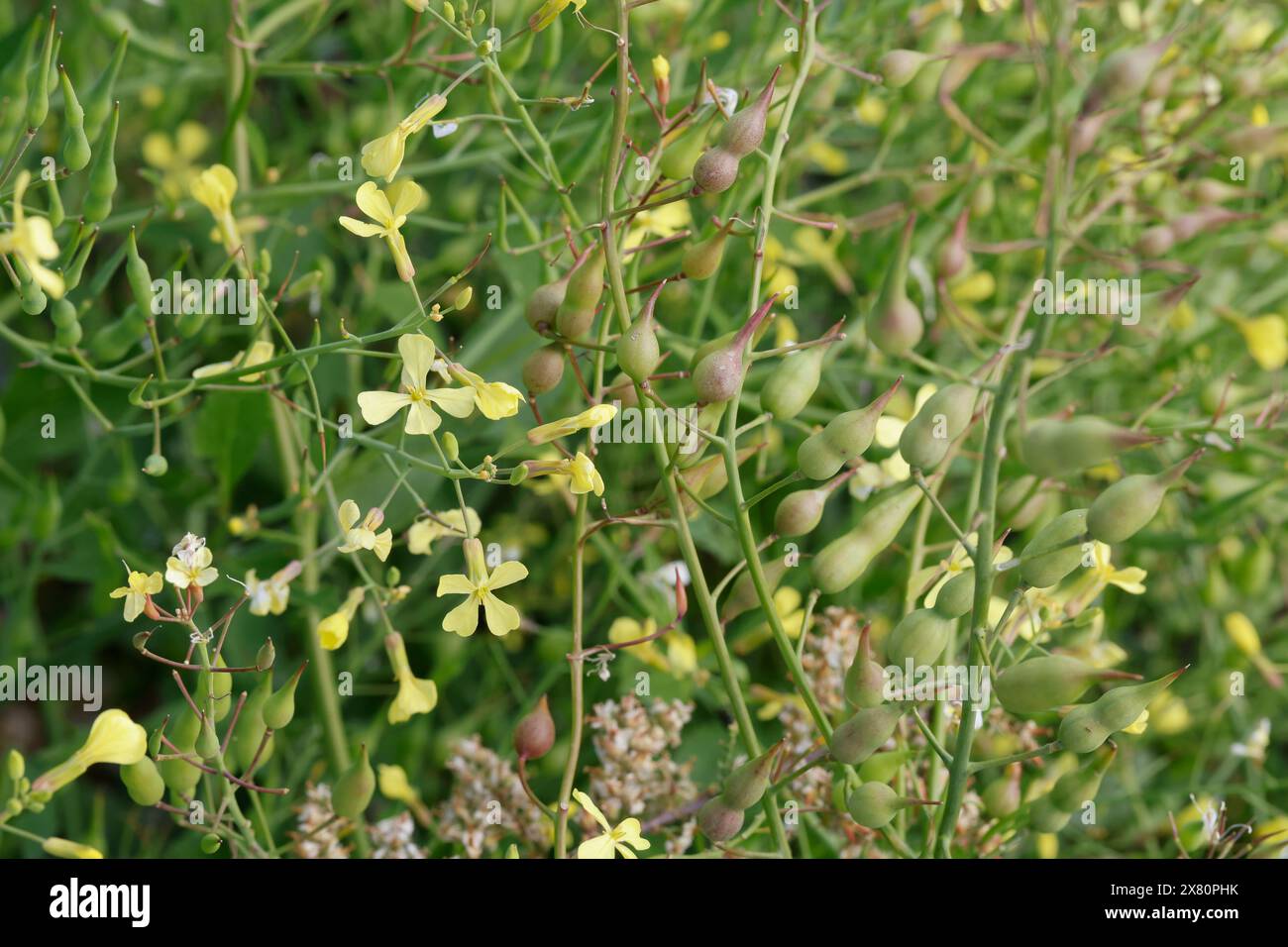 Acker-Rettich, Ackerrettich, Hederich, Wilder Rettich, Raphanus ...