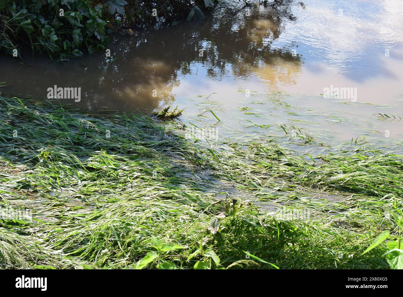 grass in the flood Stock Photo