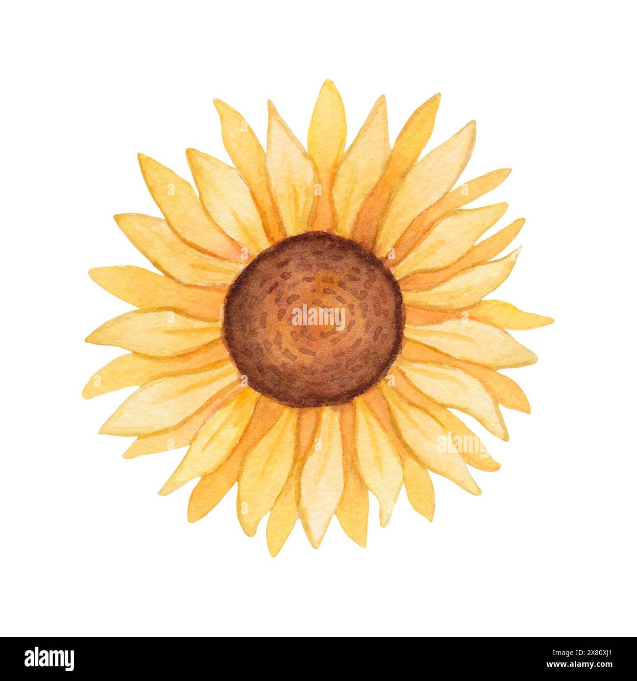 Yellow sunflower flower. Watercolor illustration with petals and brown ...