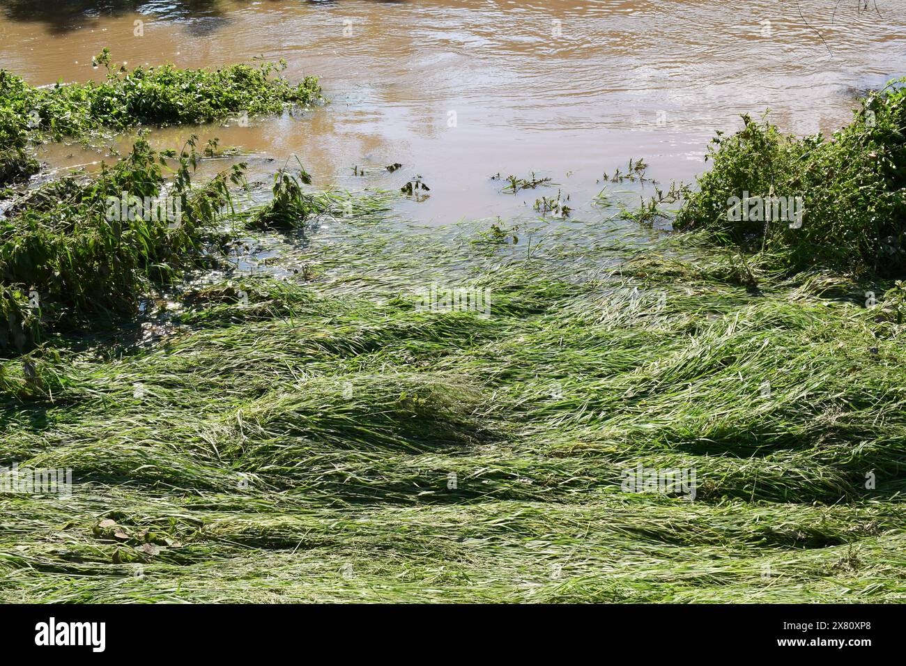 grass in the flood Stock Photo