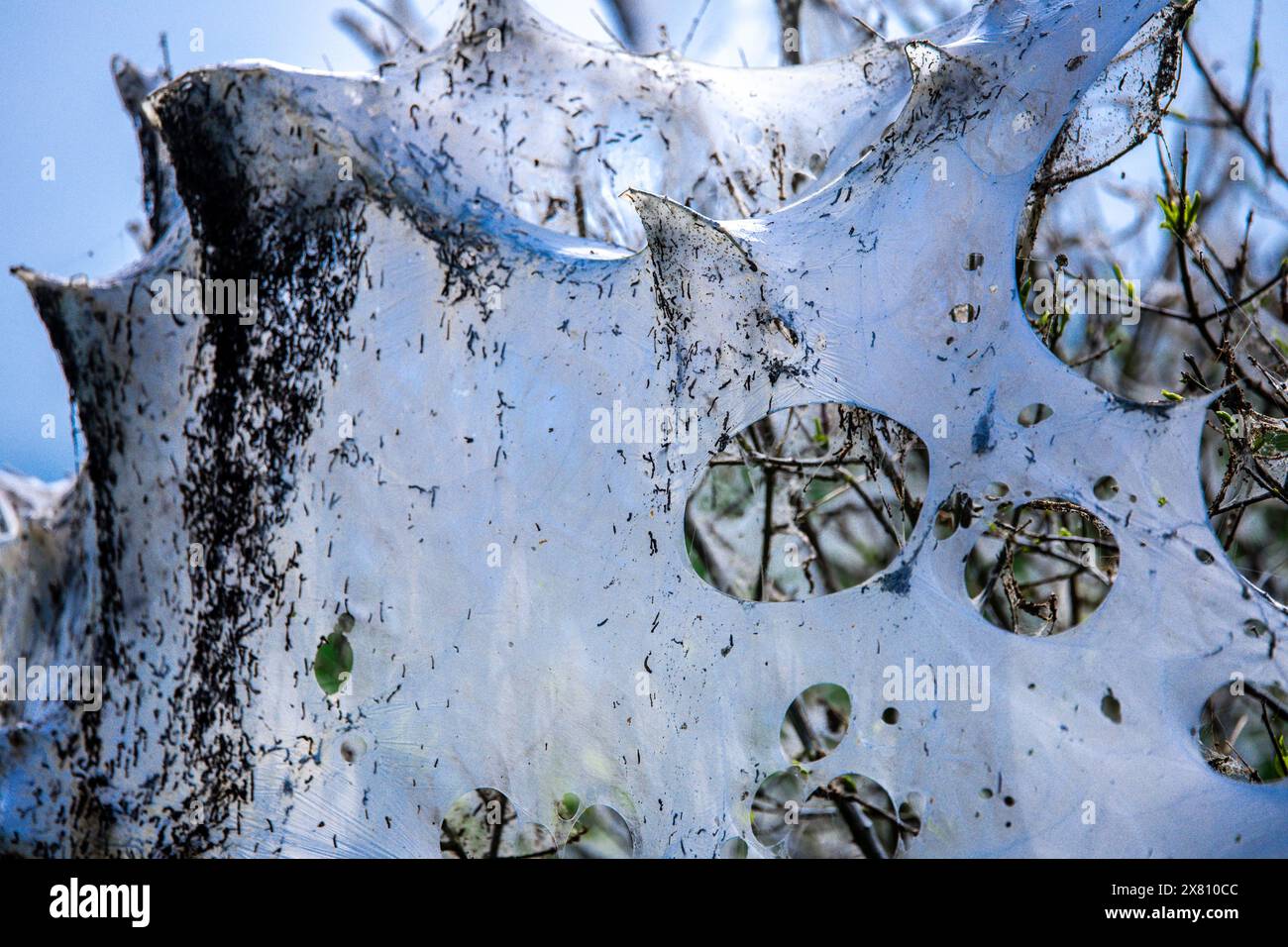 Few caterpillars hi-res stock photography and images - Alamy