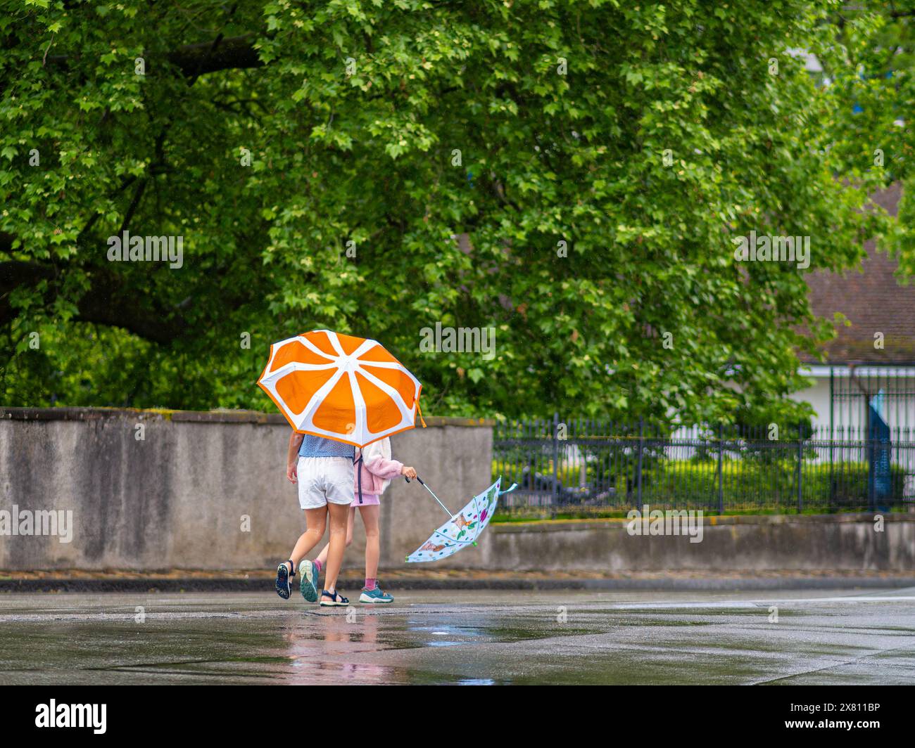 Two individuals walk with colorful umbrellas on wet pavement under green, leafy trees on a rainy day Stock Photo