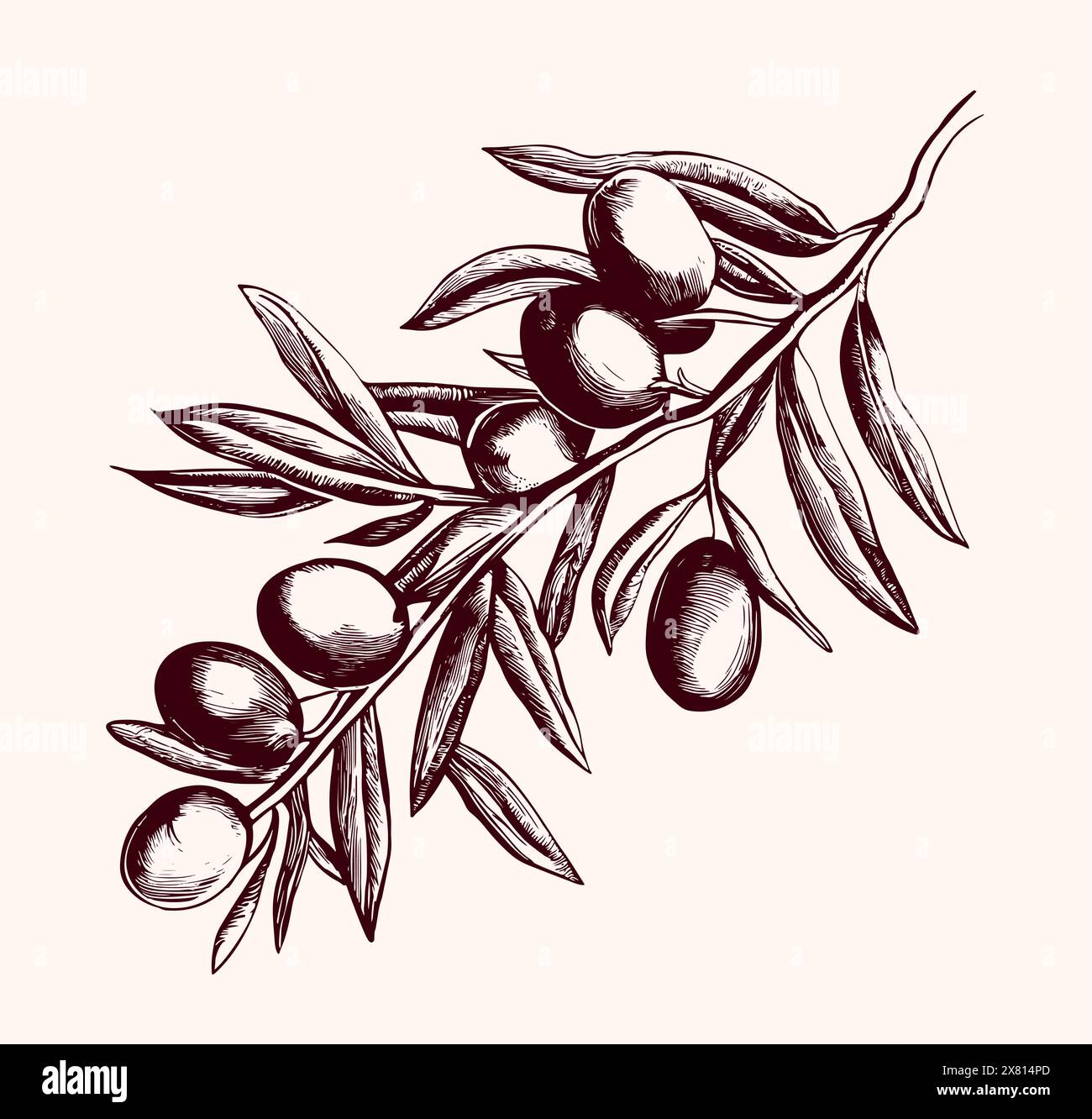 Branch of olive tree sketch hi-res stock photography and images - Alamy