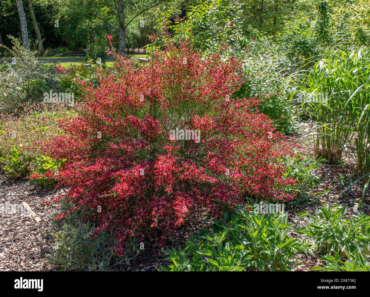 Plant cytisus shrub hi-res stock photography and images - Alamy
