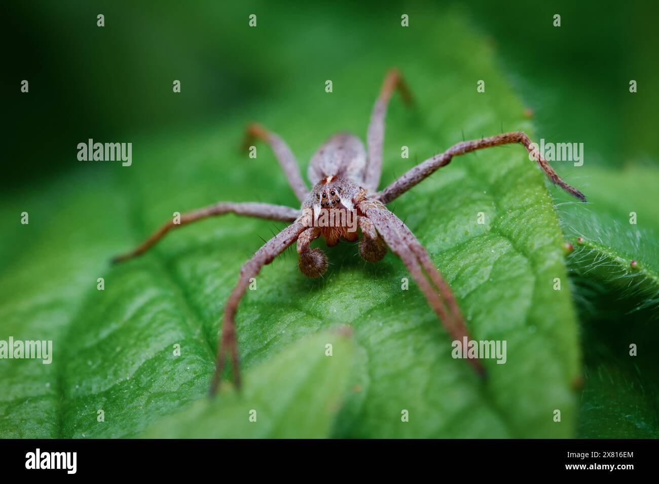 Macro Front View Portrait Of A Female Nursery Web Spider, Pisaura mirabilis, Resting On A Leaf Showing Eyes, Fangs And Large Front Palps, New Forest U Stock Photo