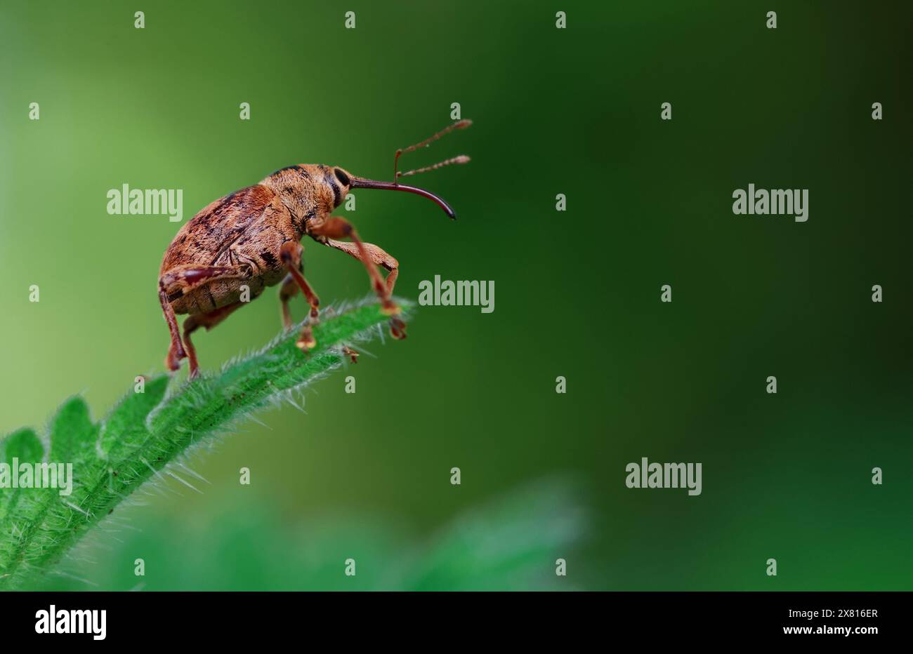 Nut Weevil, Genus Curculio possibly Curculio venosus Resting On A Stinging Neetle Leaf, New Forest UK Stock Photo