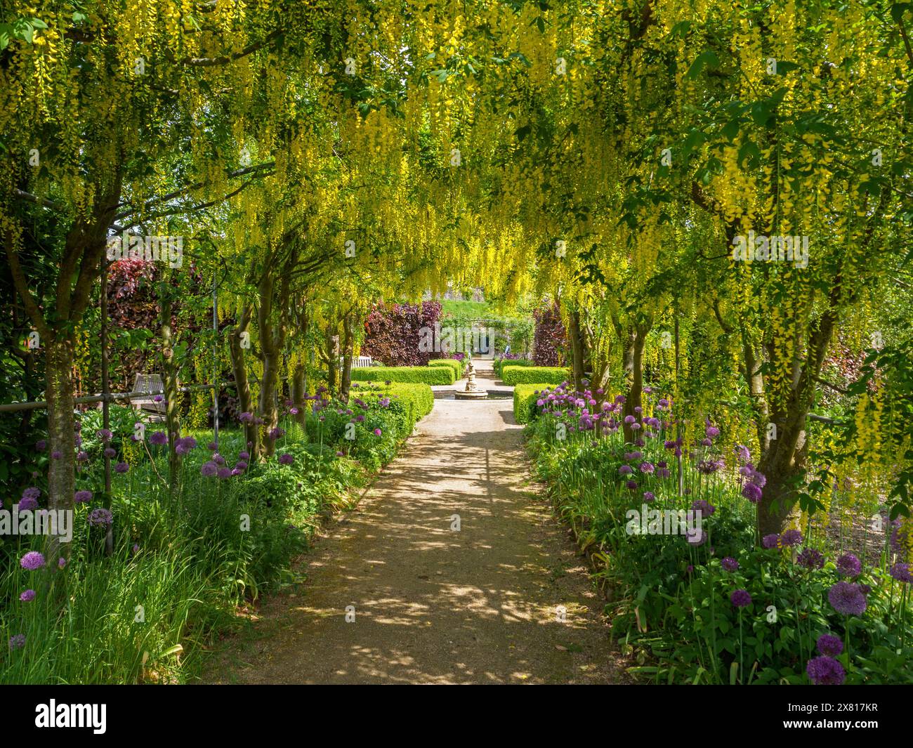 The Laburnum arches Helmsley Walled Garden Stock Photo