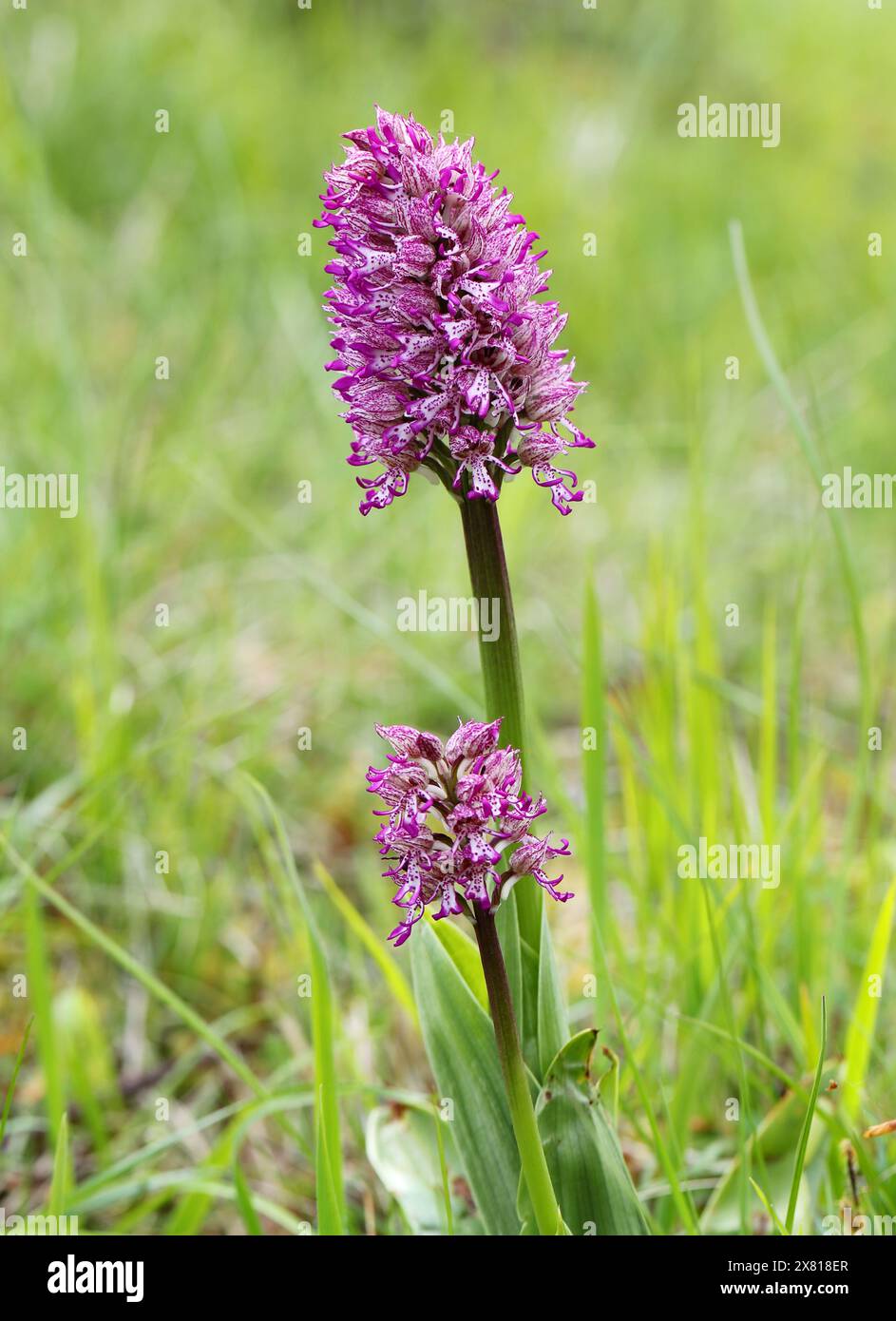 Monkey x Lady Orchid Hybrid, Orchis simia x Orchis purpurea, Orchis x