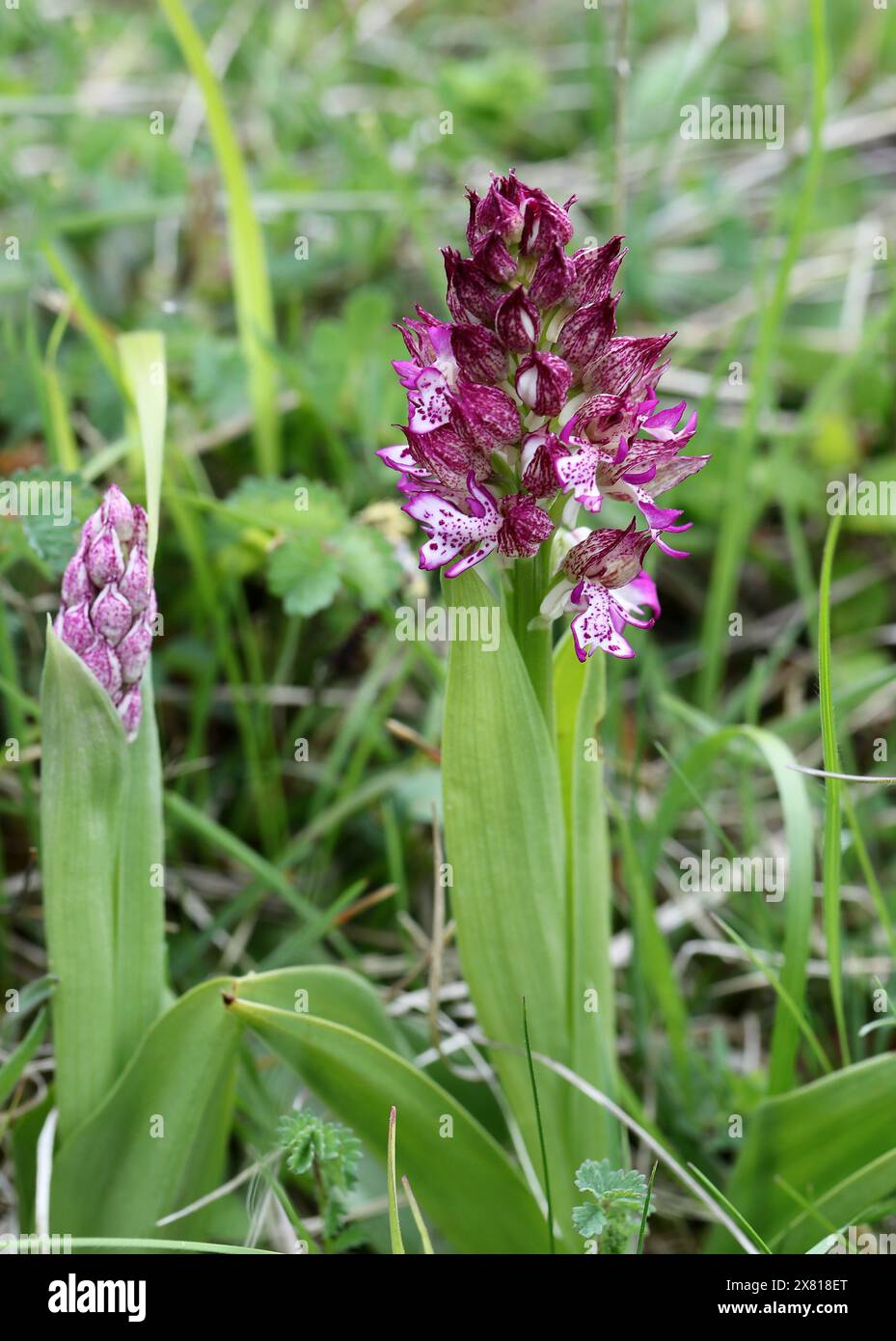 Monkey x Lady Orchid Hybrid, Orchis simia x Orchis purpurea, Orchis x