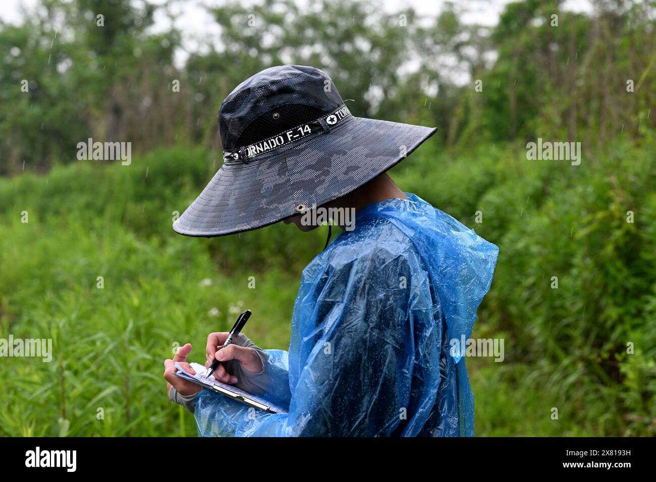 (240522) -- NANLING, May 22, 2024 (Xinhua) -- A surveyor keeps a record during a survey at Changle area in Anhui Yangtze alligator national nature reserve, Nanling county of Wuhu City, east China's Anhui Province, May 21, 2024. The Yangtze alligator, a species that has existed on Earth for over 200 million years, now a first-class protected animal endemic to China, also known as Chinese alligator, lives along the middle and lower reaches of the Yangtze River, the longest waterway in the country. A wild population resources survey of Yangtze alligators was officially launched on Monday, which Stock Photo