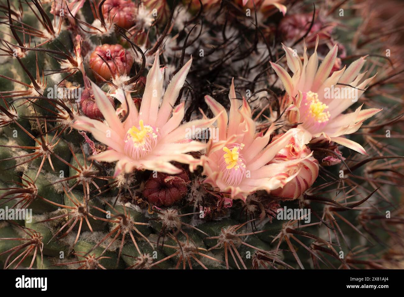 Cactus mammillaria mammillaria sp hi-res stock photography and images -  Alamy
