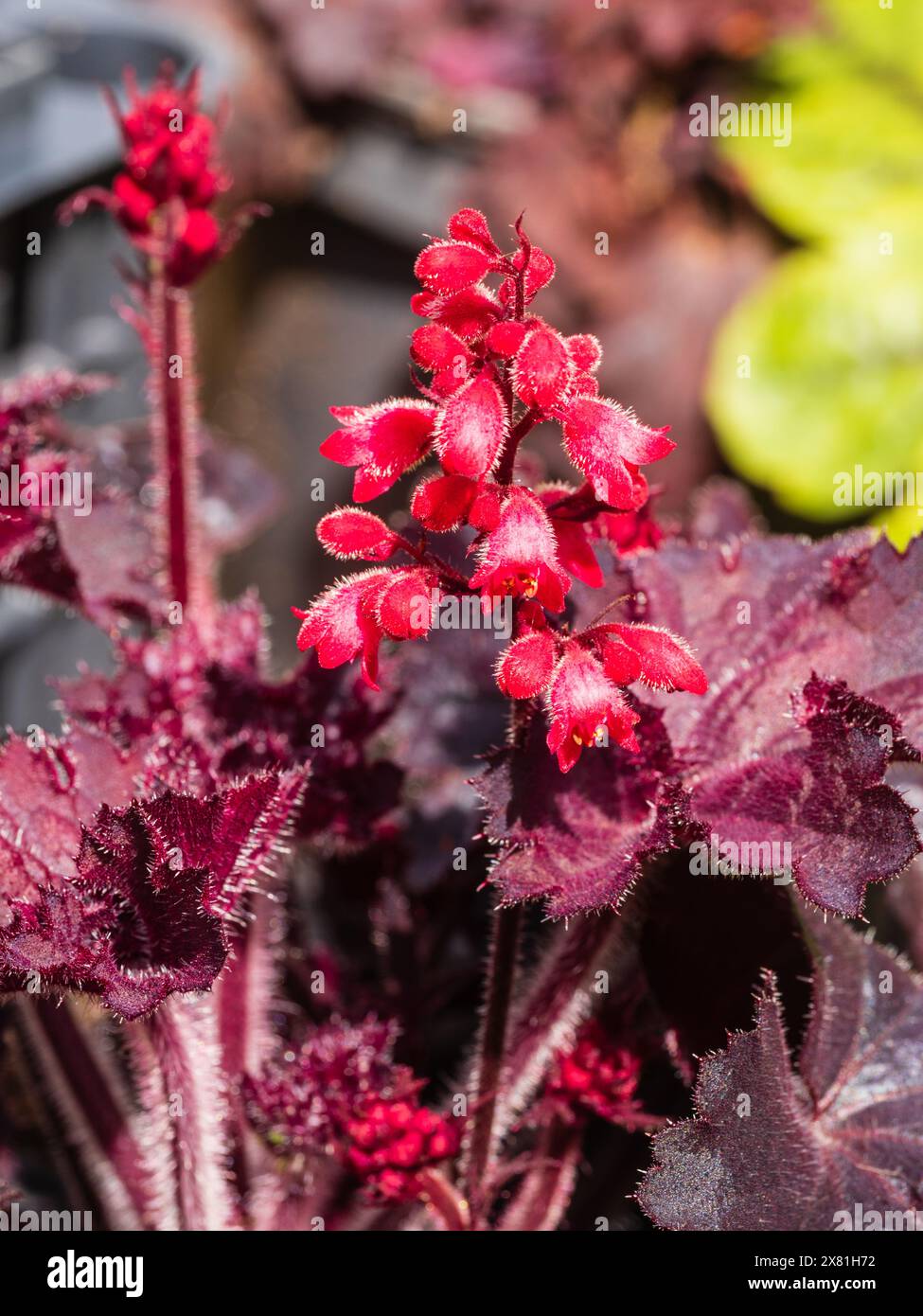 Dark red foliage and red flowers of the comact hardy perennial, Heuchera 'Black Forest Cake' Stock Photo